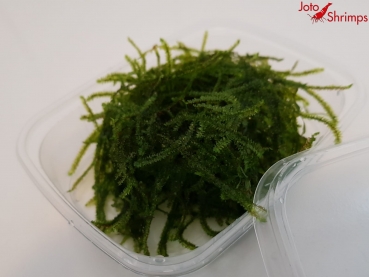 Preview: Creeping Moos 125ml